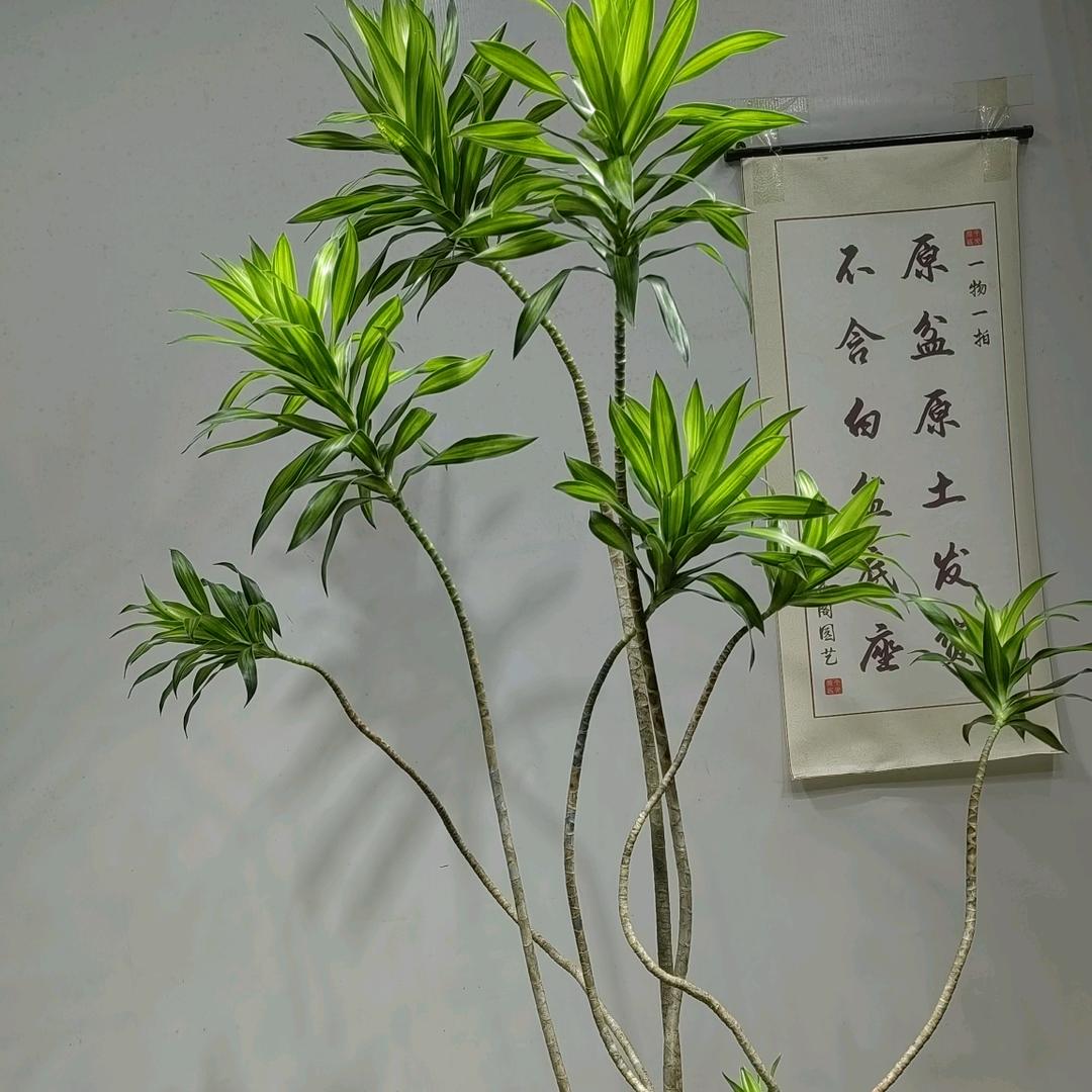 森林半岛