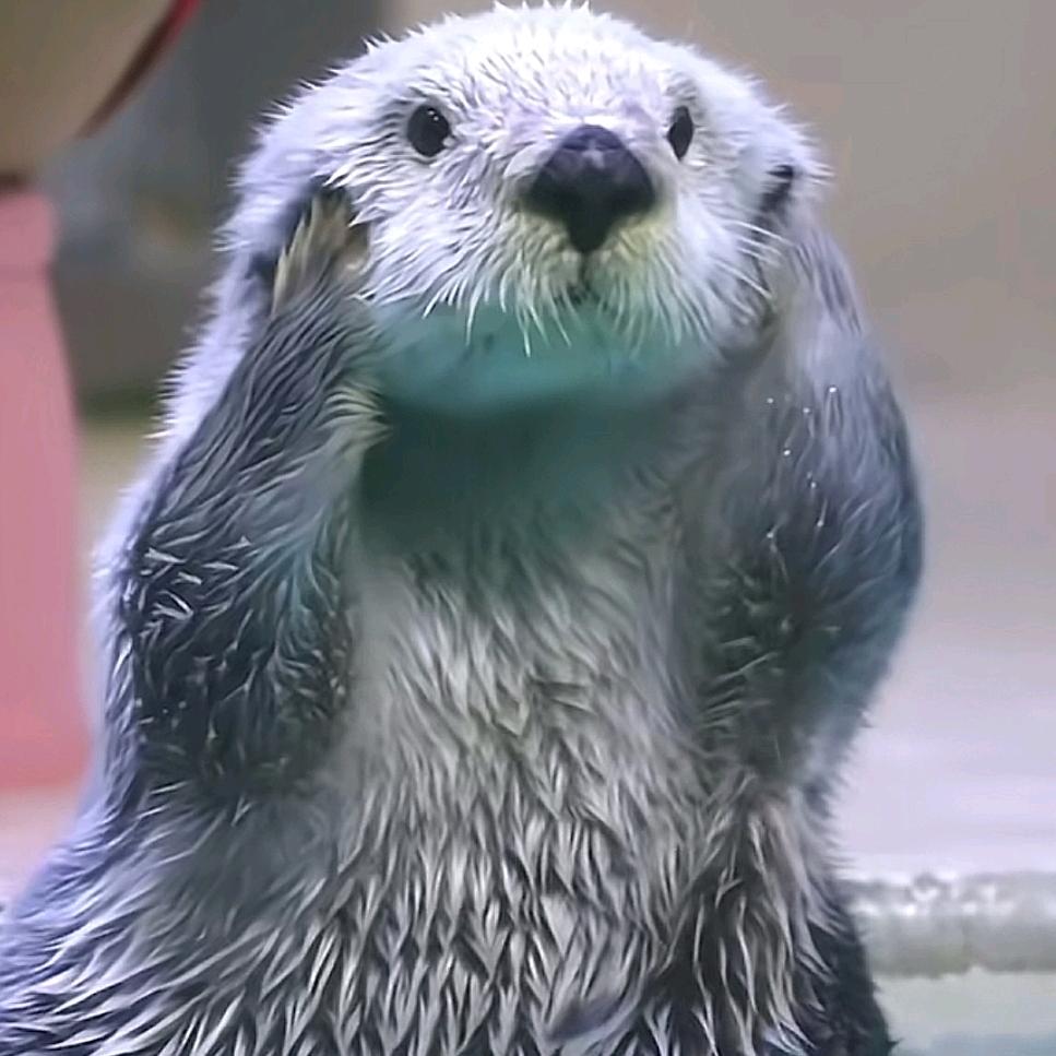 海狸子🦫