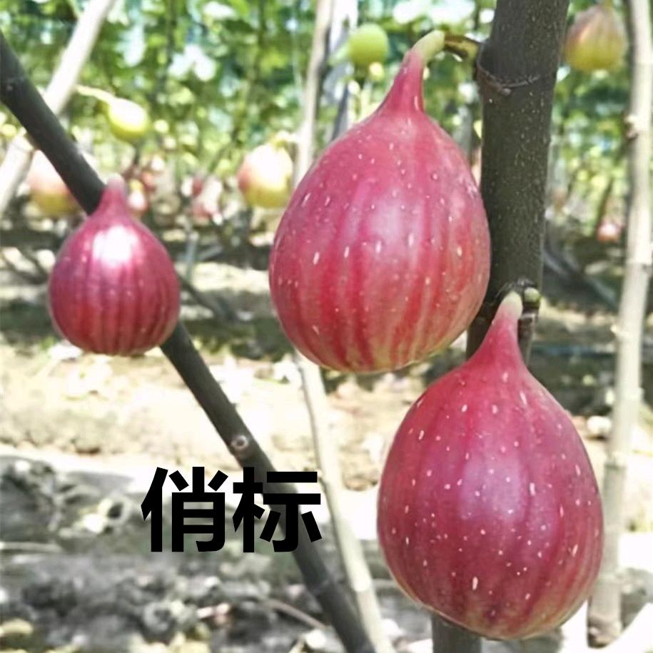 俏标欢熊园果树苗木专卖店