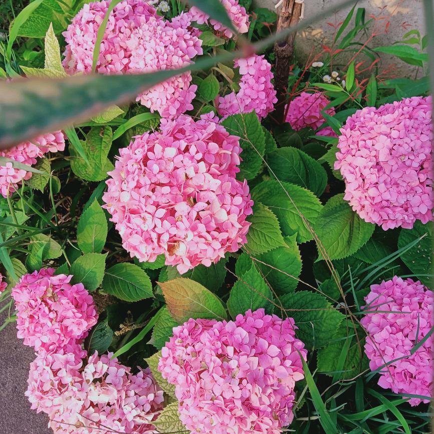 绣球花