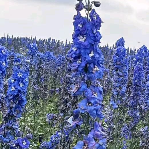 芬芬