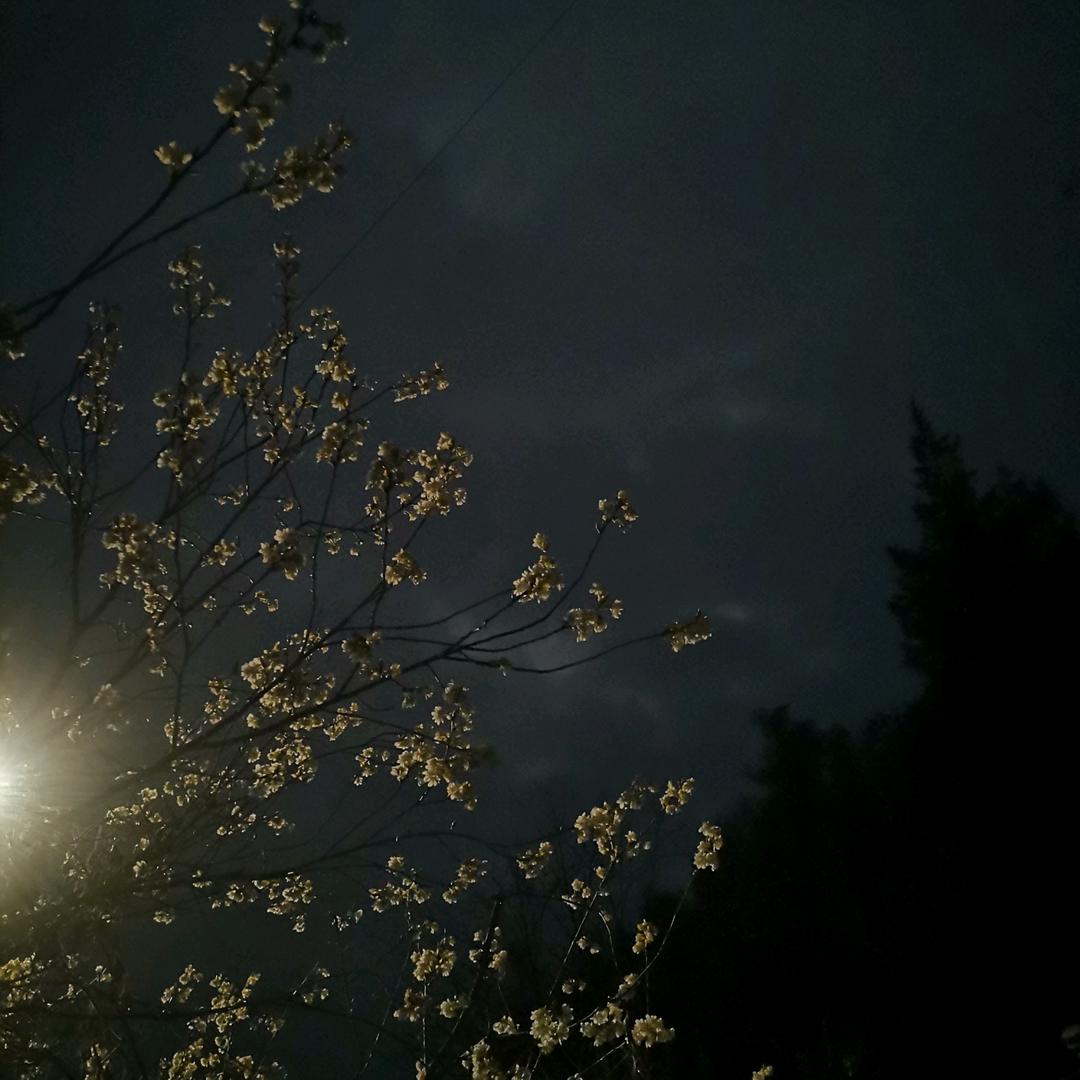 静 儿