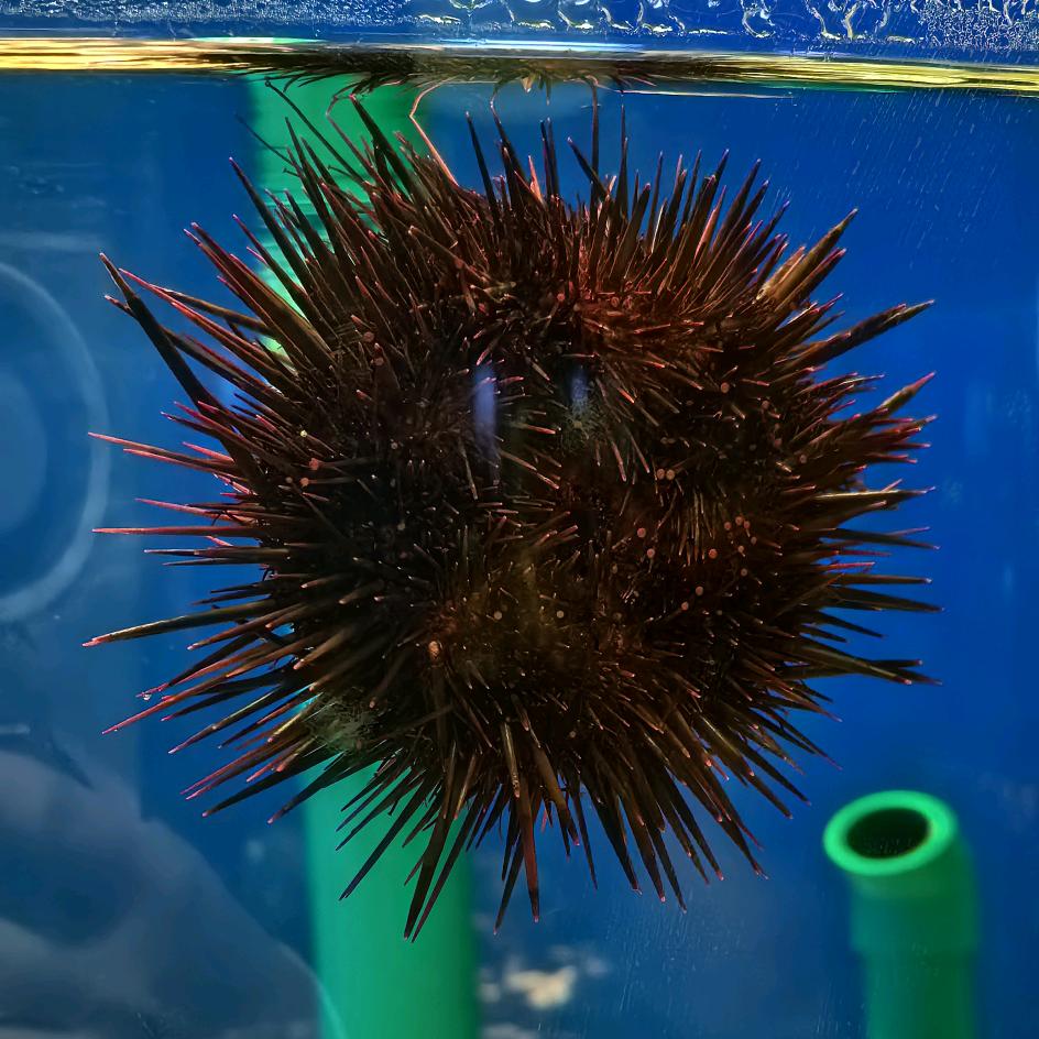 孝姝