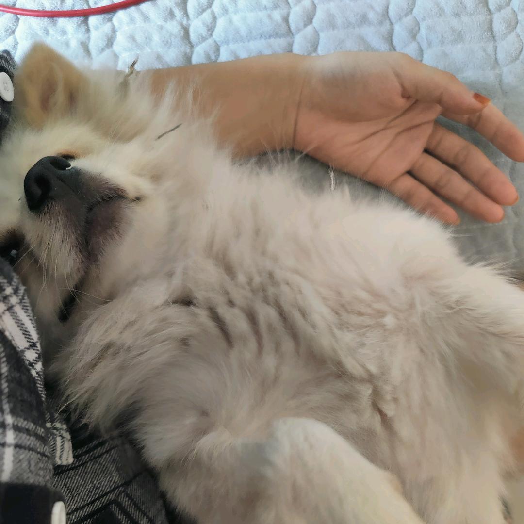 Lucky dog