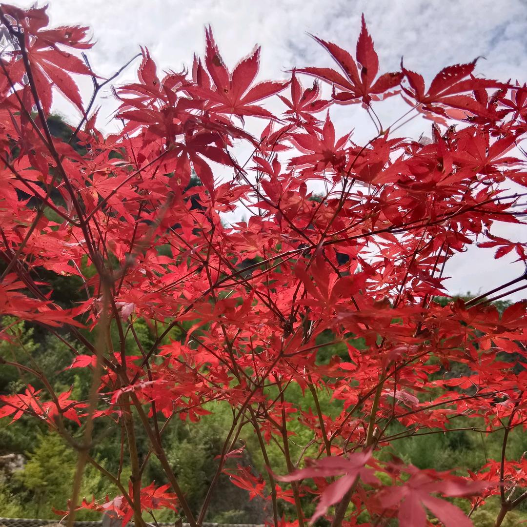 ✌︎( ᐛ )✌︎奋斗者✅已认证💯