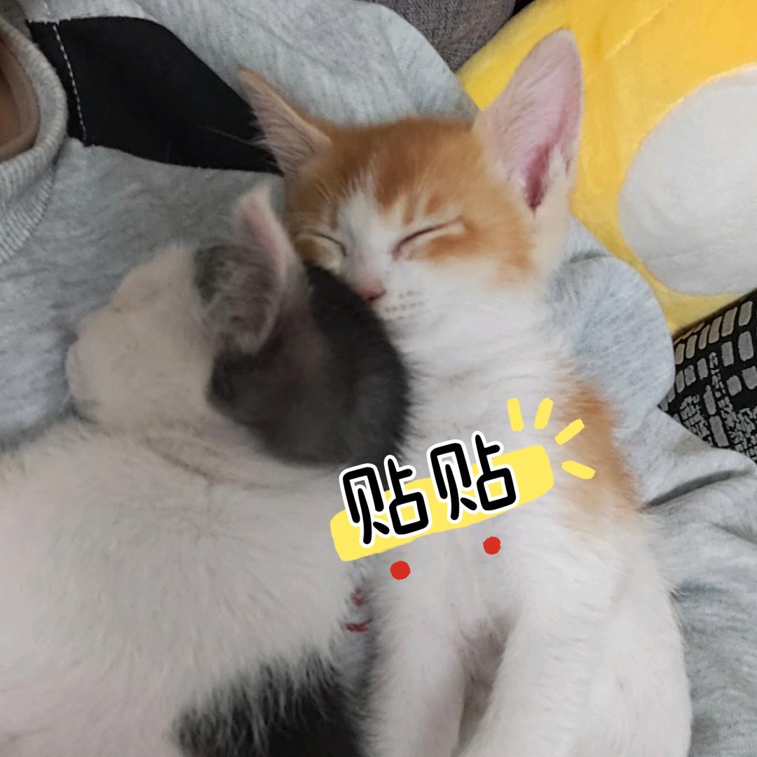 妖妖