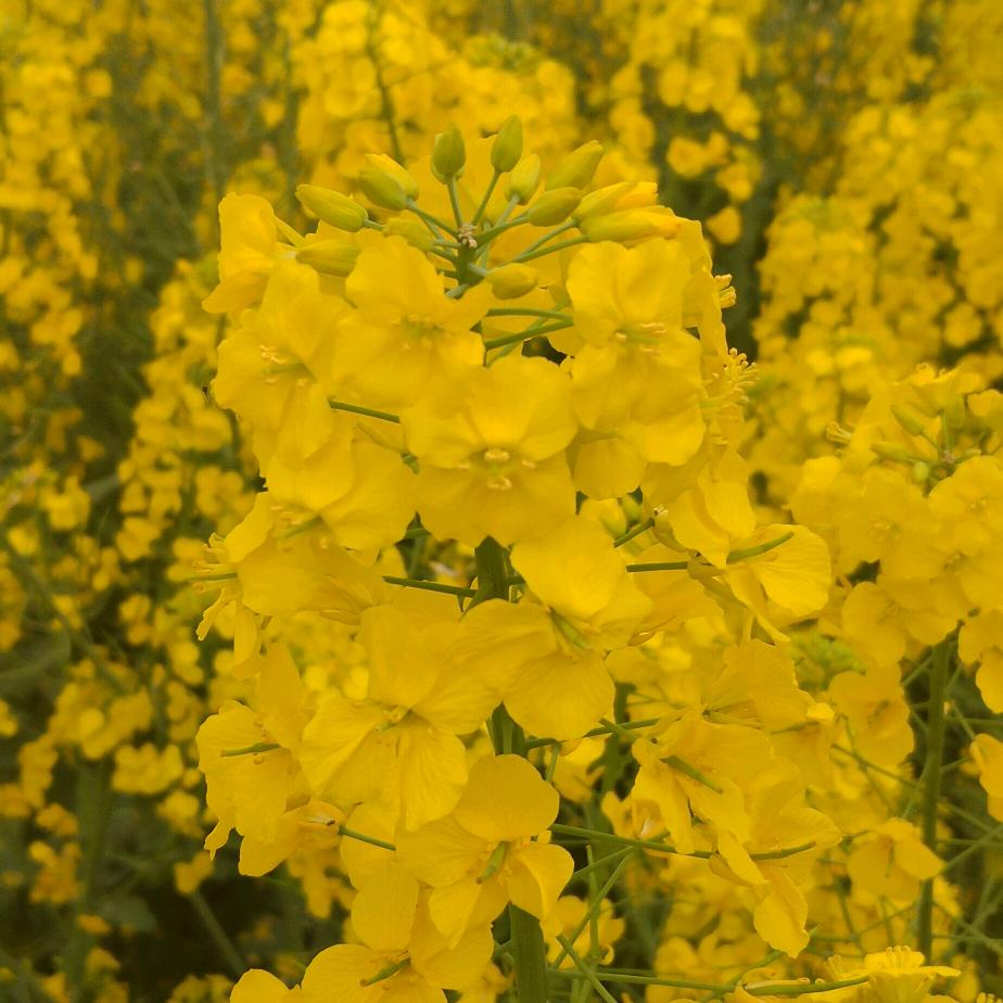 油菜花