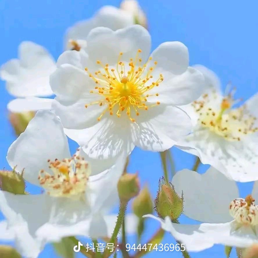 : 花开富贵