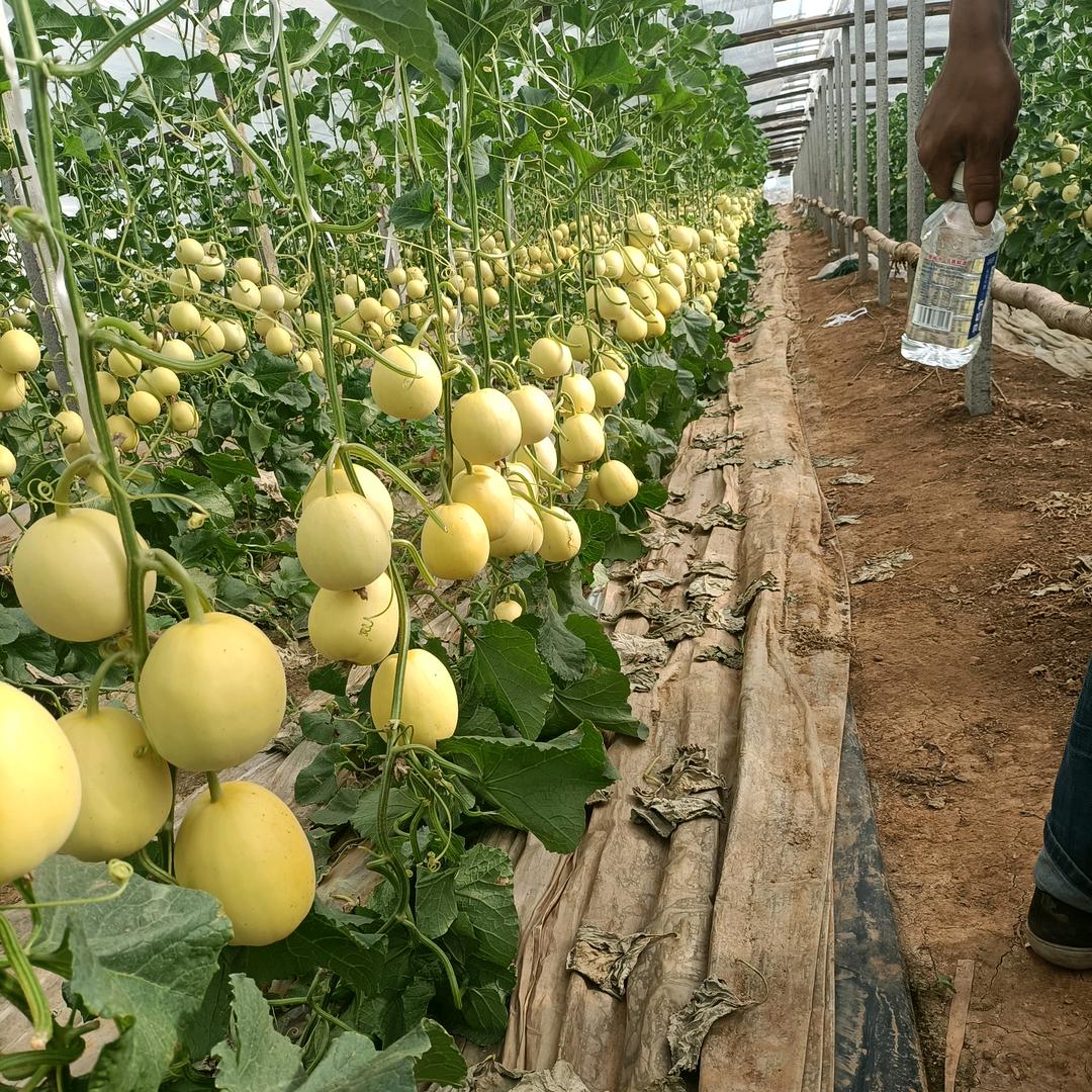 桃子甜瓜专业代收代发