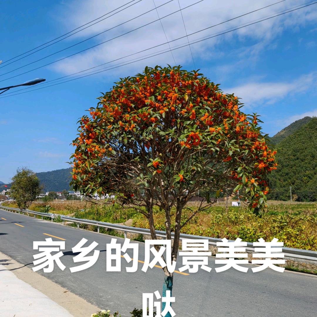 石石如意