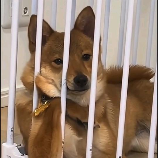 堇色纸鸢