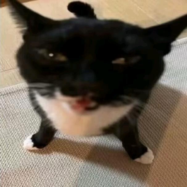 牢钦是只猫
