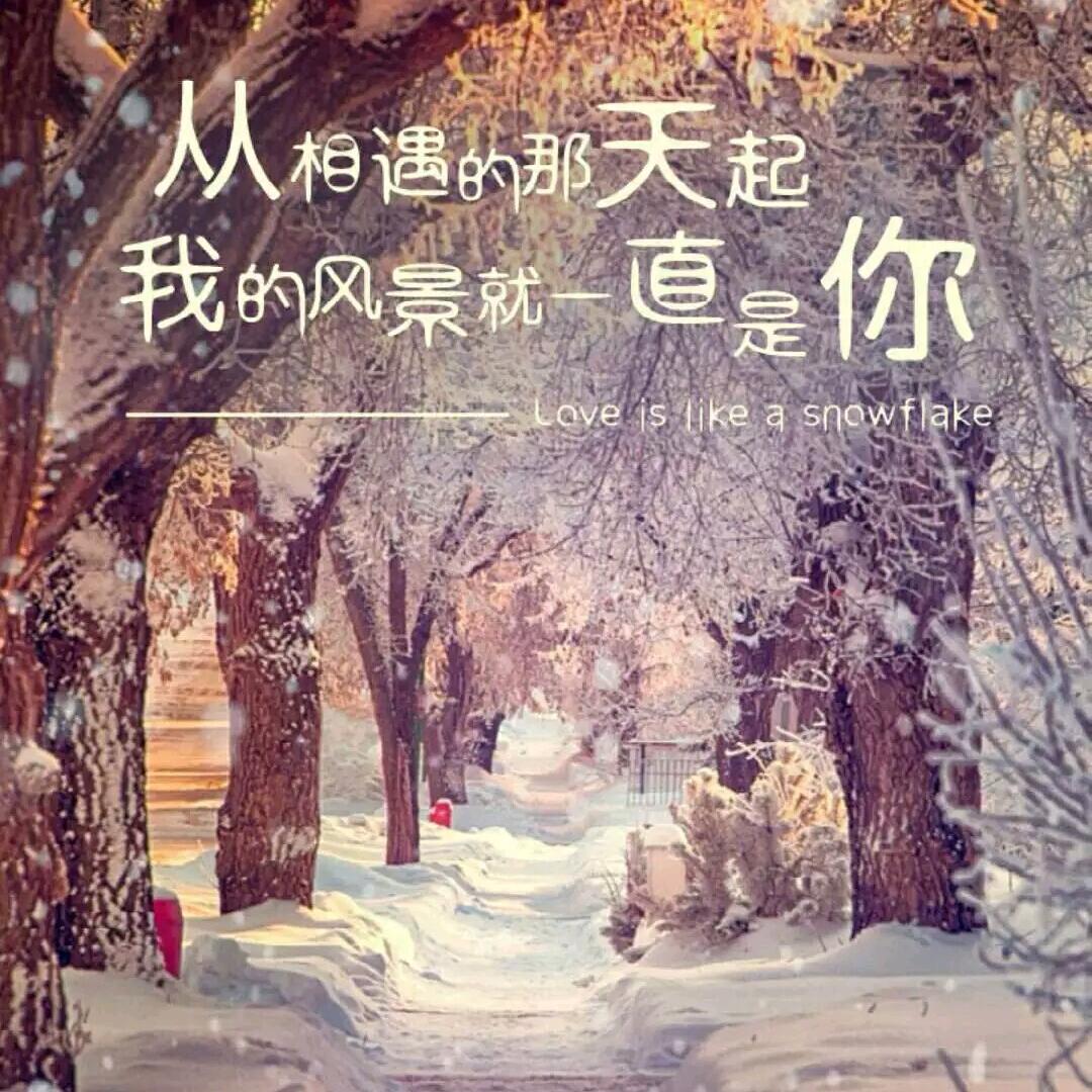 飘落的雪花🌳🌳