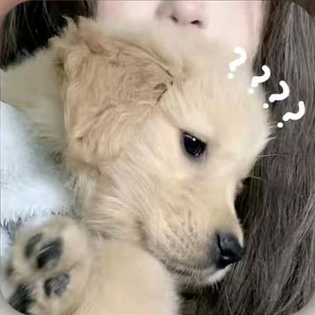 小瑞y