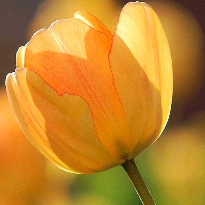 土垃窝里的小老太