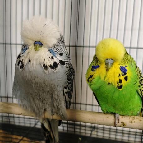 鳖神鹦鹉