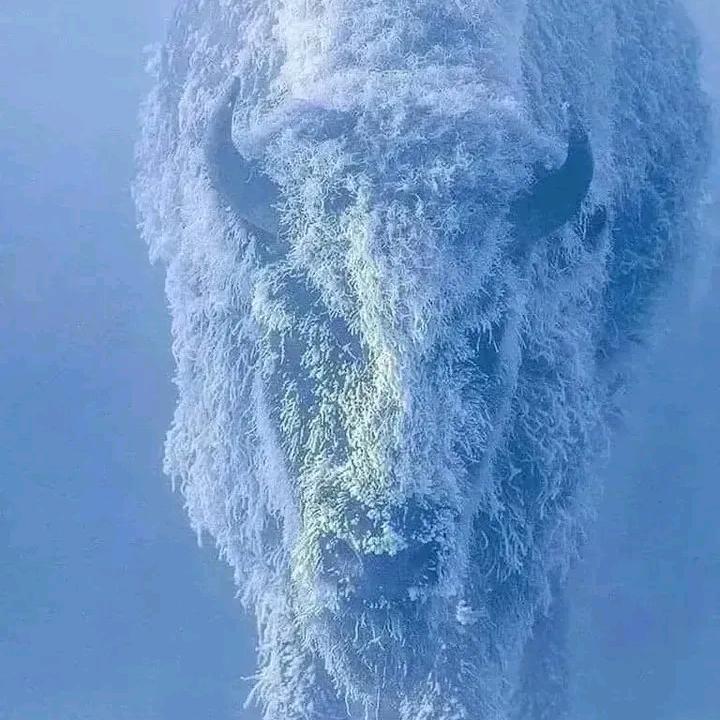 我家二狗子