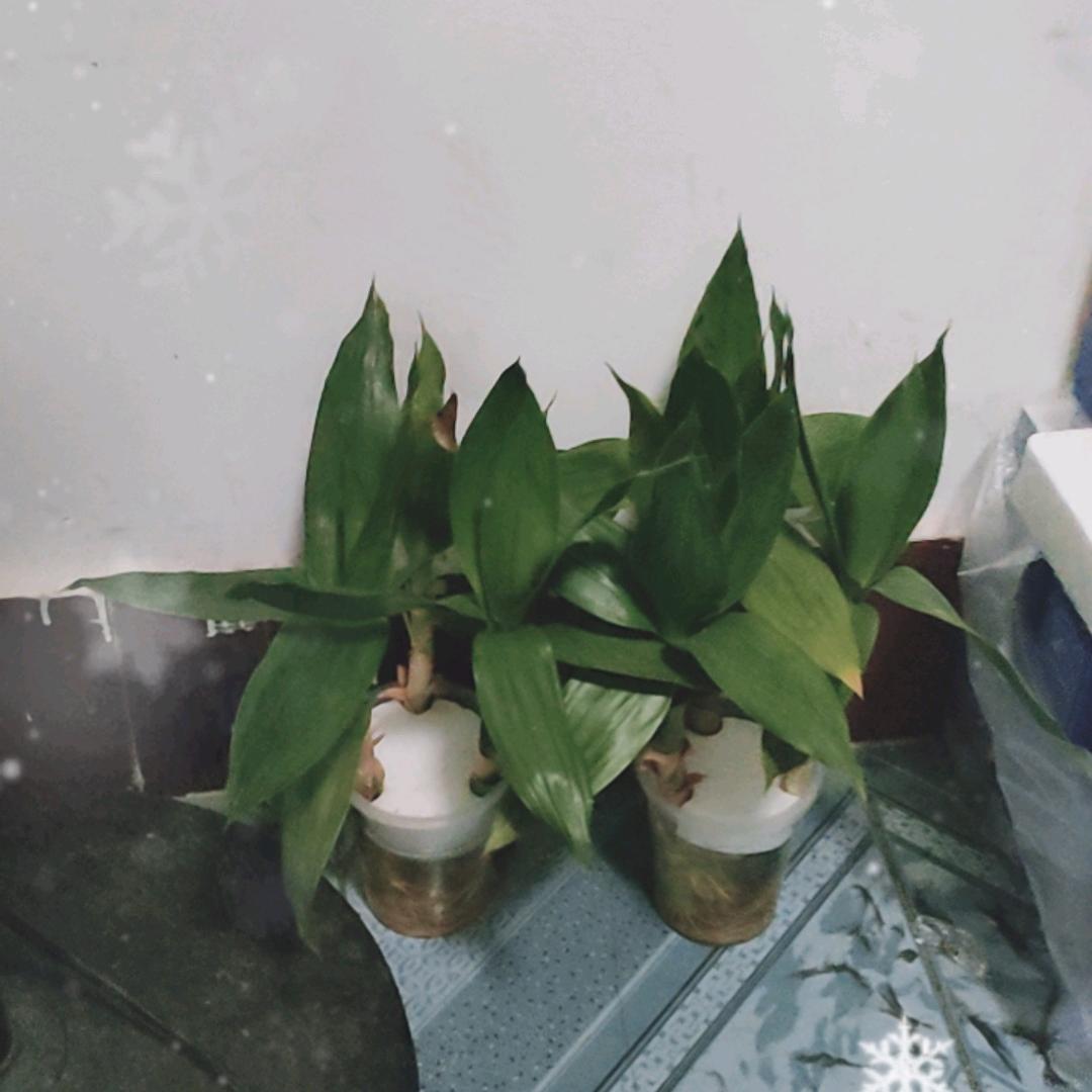 财运加满