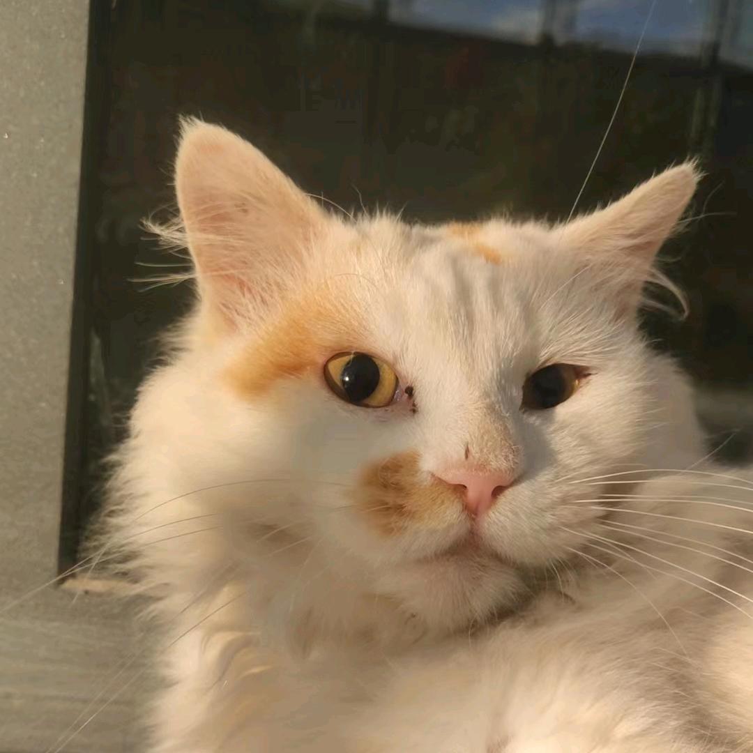 一个画画的养猫人