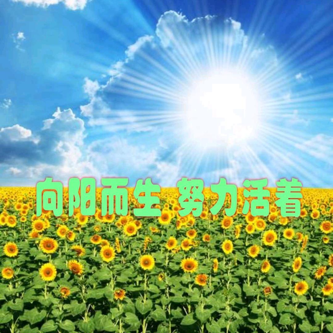 🌻🌻向日葵🌻🌻