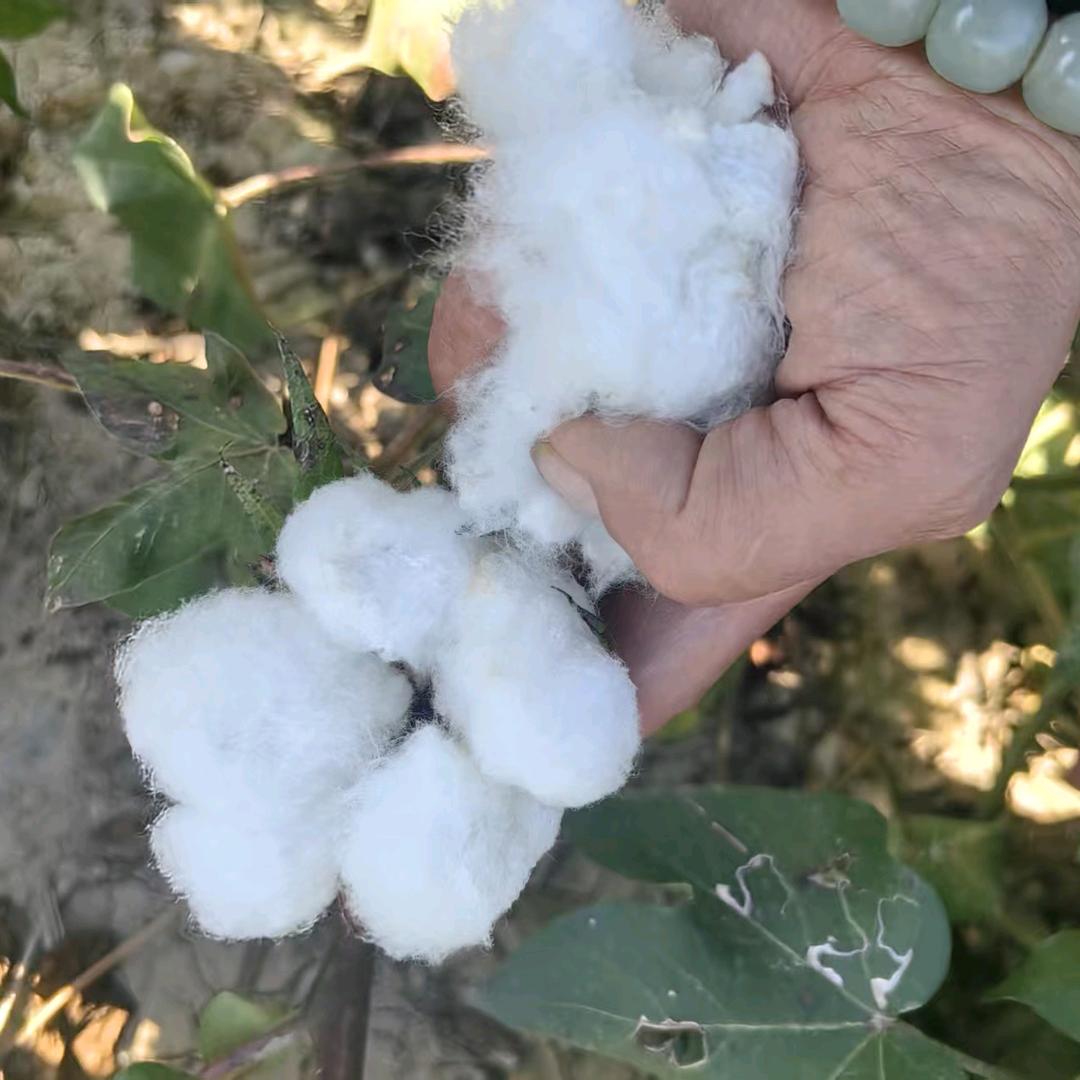 大伟说农600(团队招人)