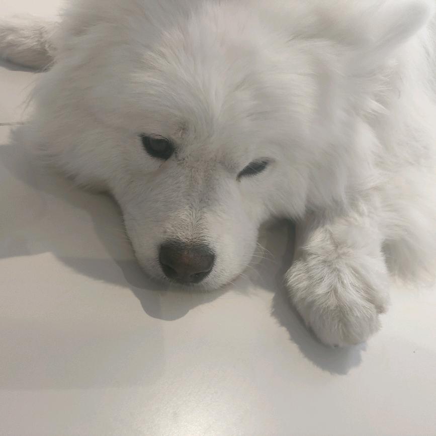 木槿花（👀枝顶曲汶）