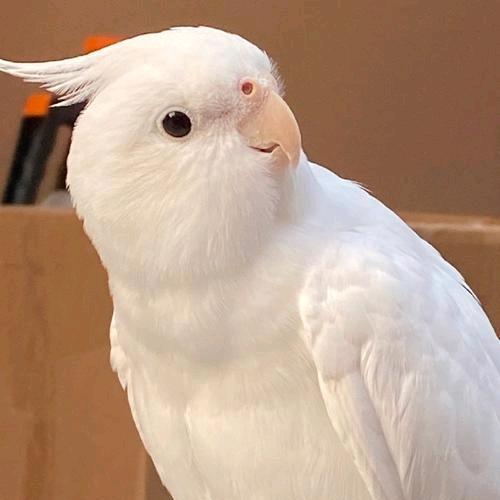天哥聊鹦鹉