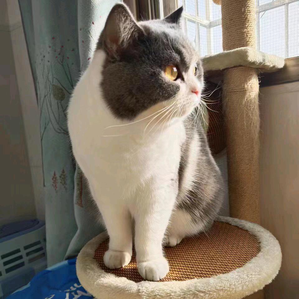 🐱🐱🐱🐱