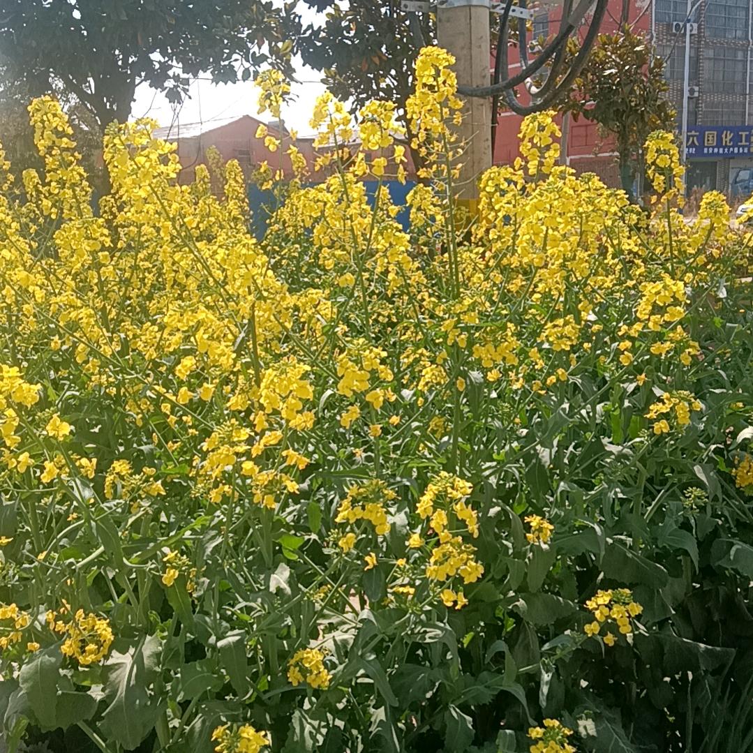 开心每一天！🌸🌸