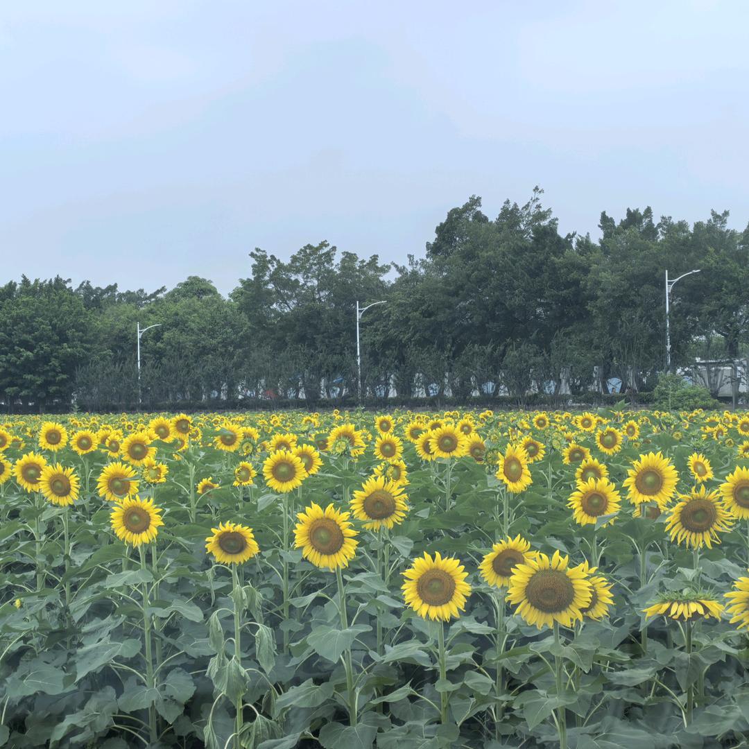 简单点、