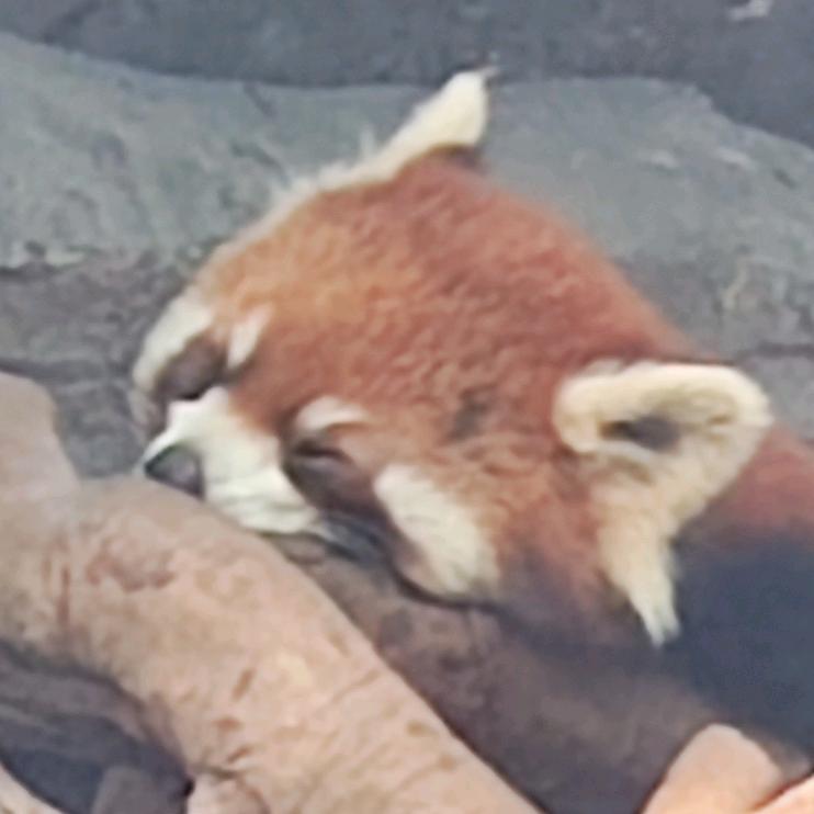 煜淑林风