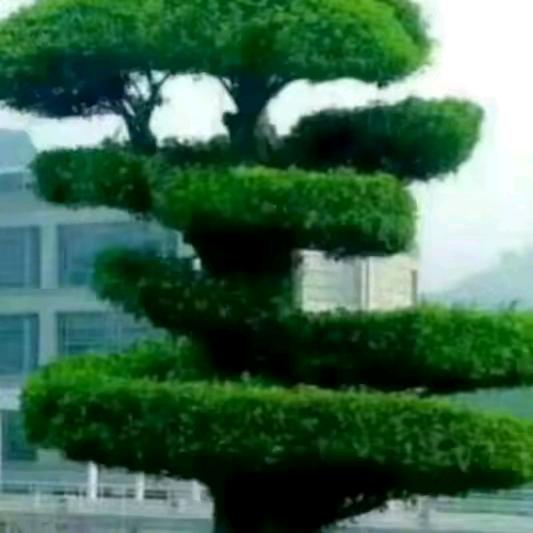张云先