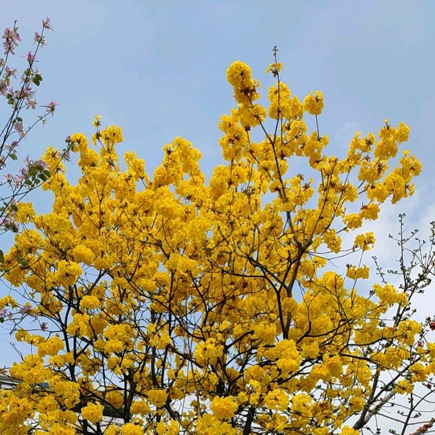 龙头师爷