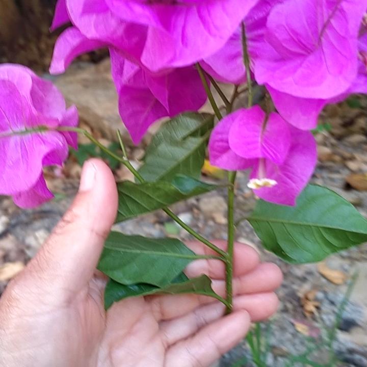 天天烦恼