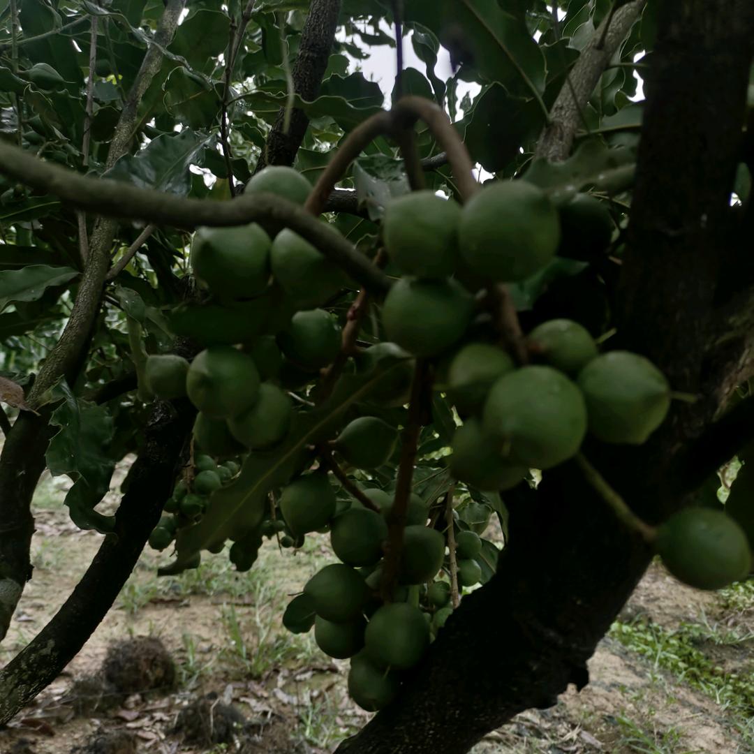 桂平市桂夏农场