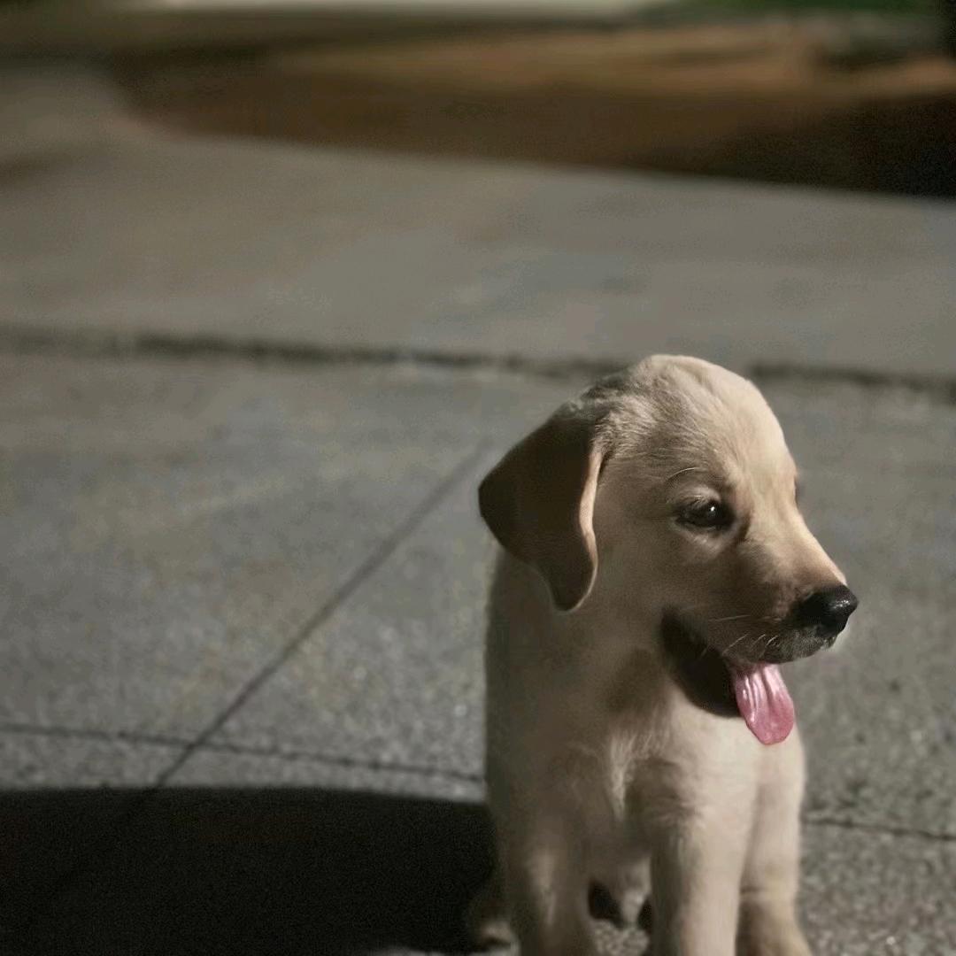 风中的诺言