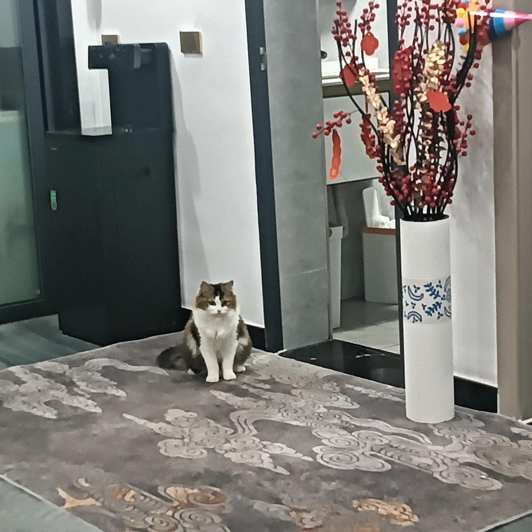 简简单单✨