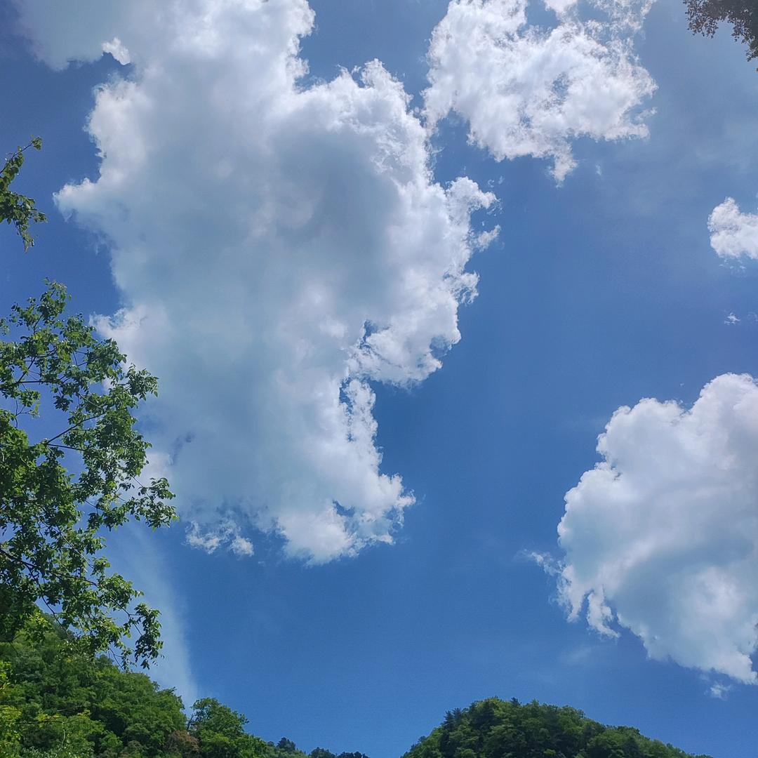 老韭菜了