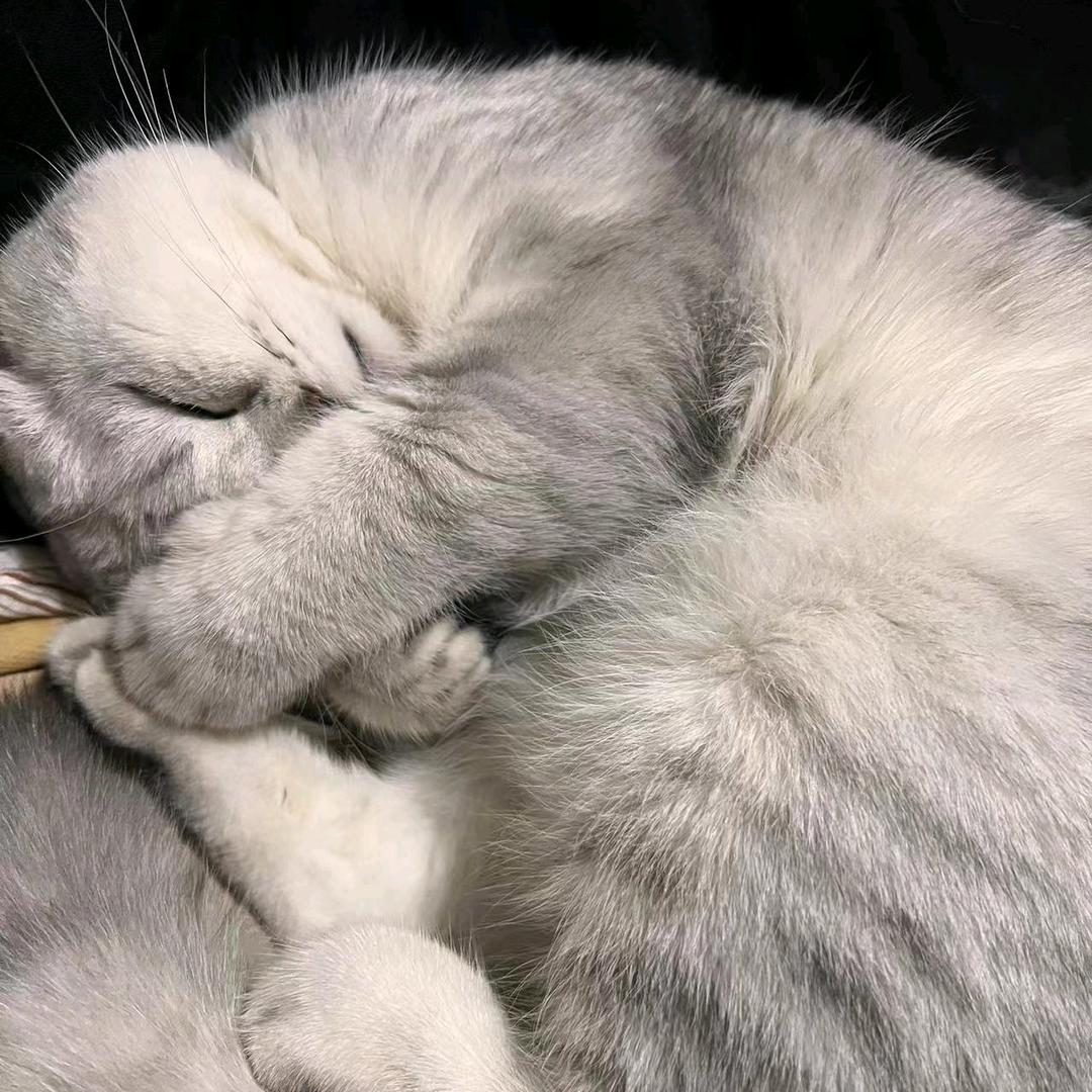 &▓烟花巷陌