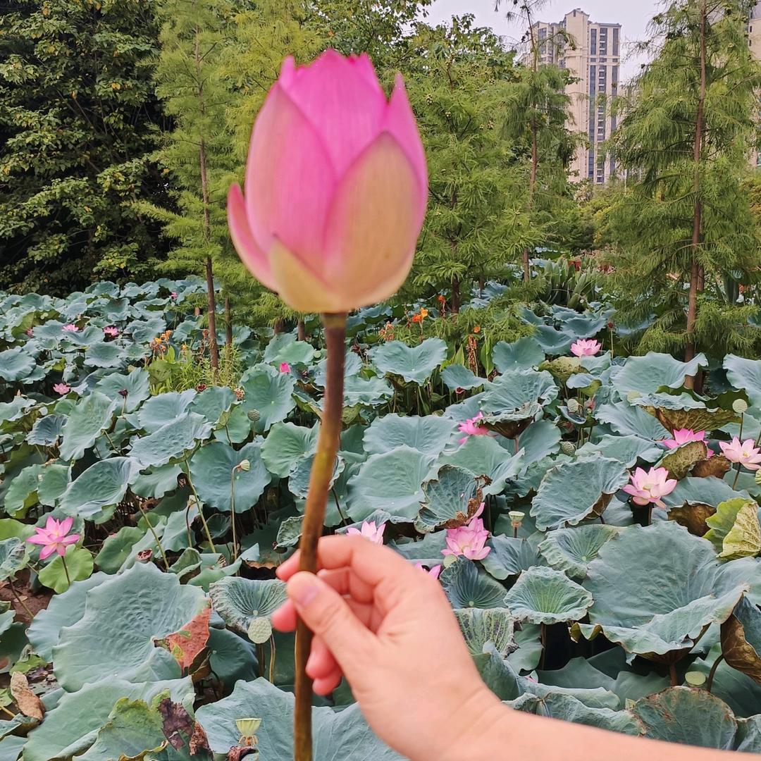 平安吉祥