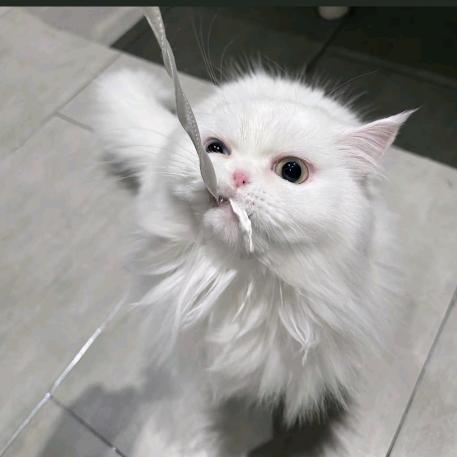 会弹钢琴的机械猫
