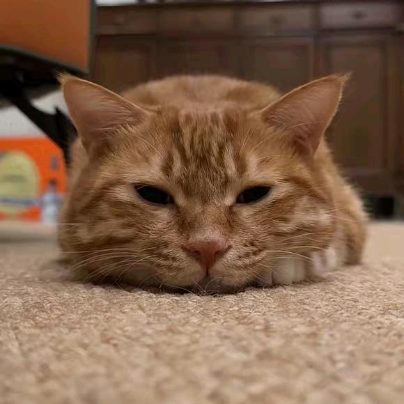 柚子