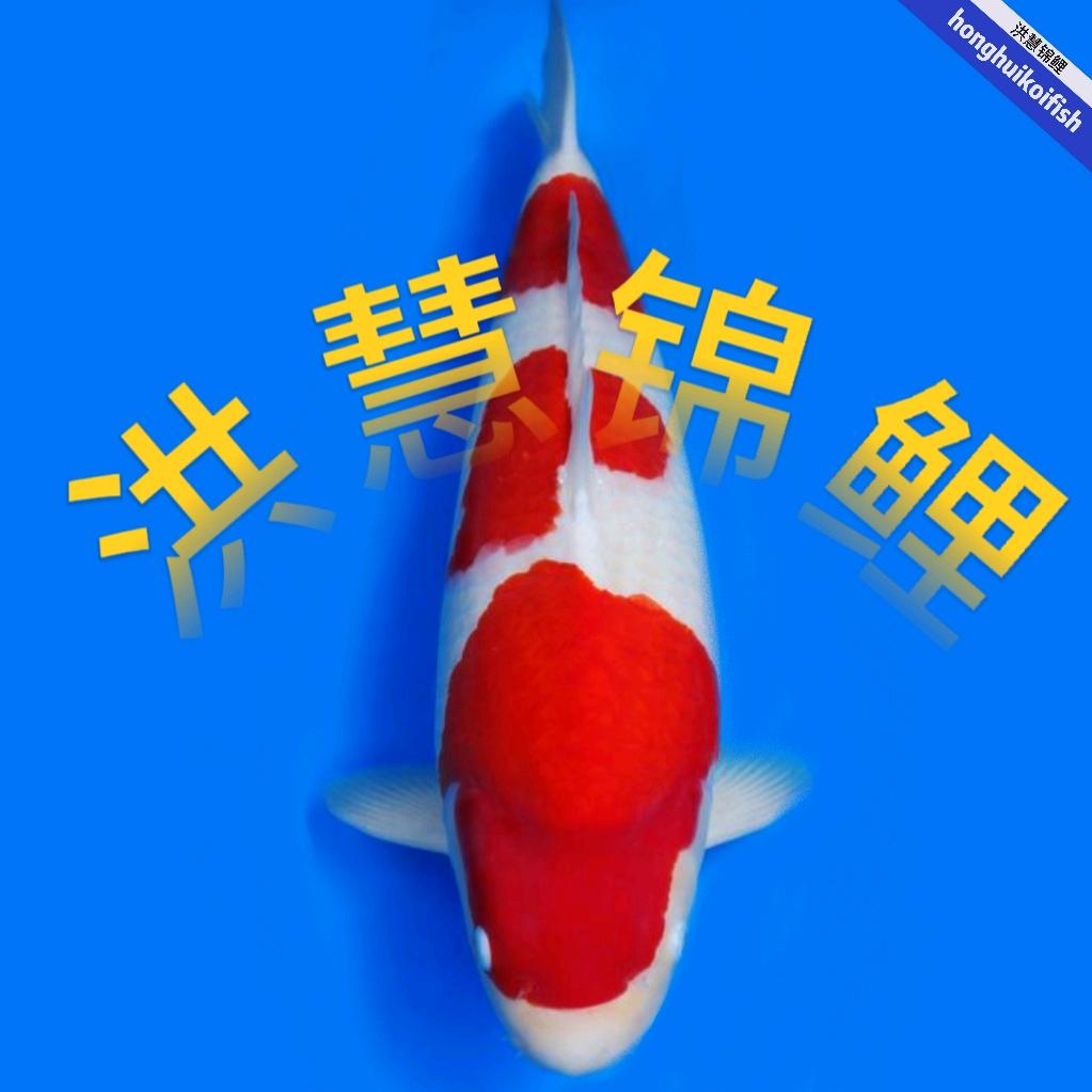 安徽六安洪慧锦鲤