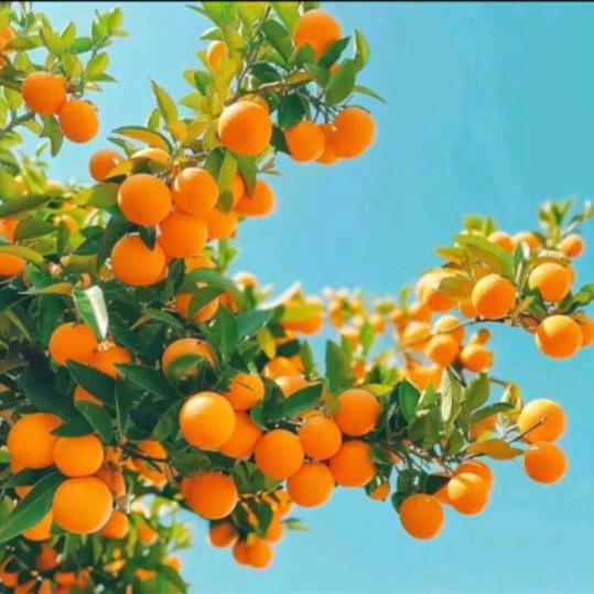 梅花