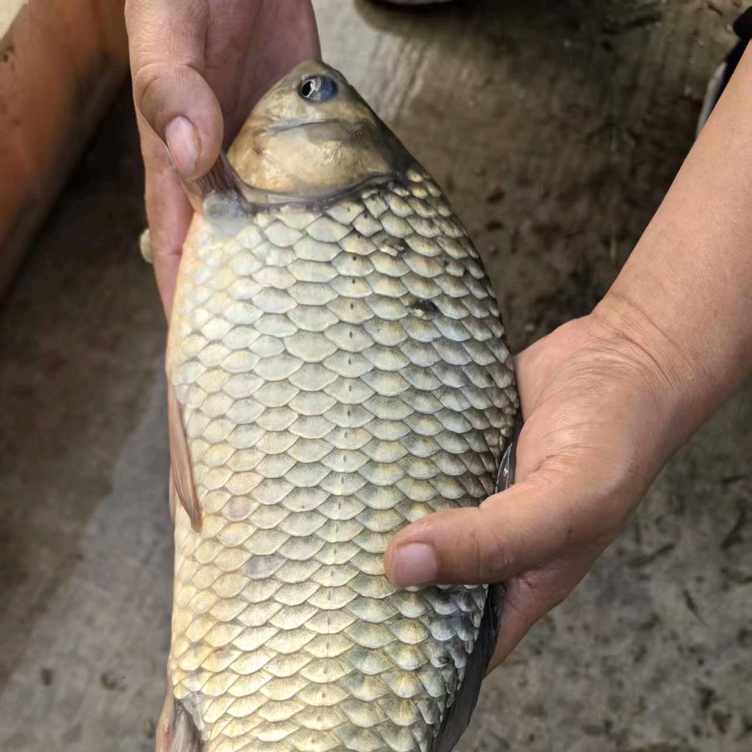 石马半日闲闲钓场