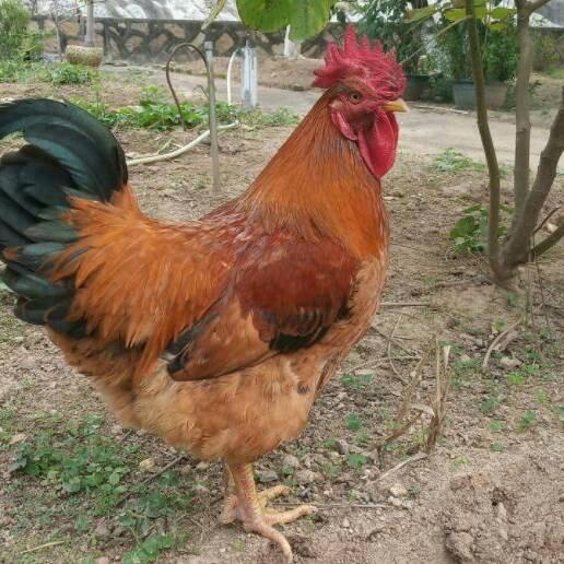 🌺🌺🌹🌹🌷🌷四季如春