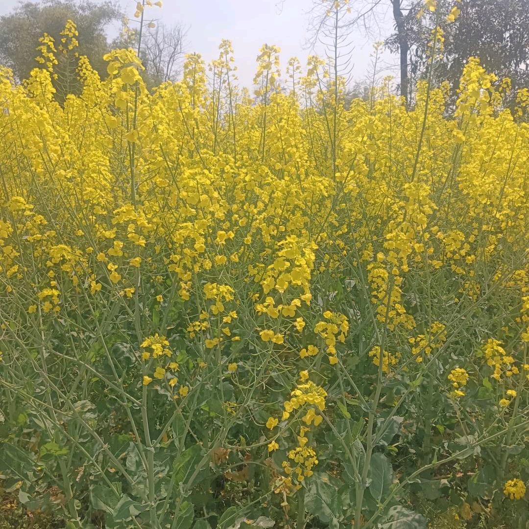 ④🌸