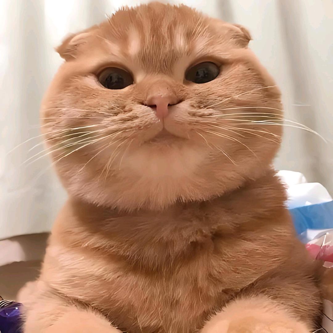 田田🌙