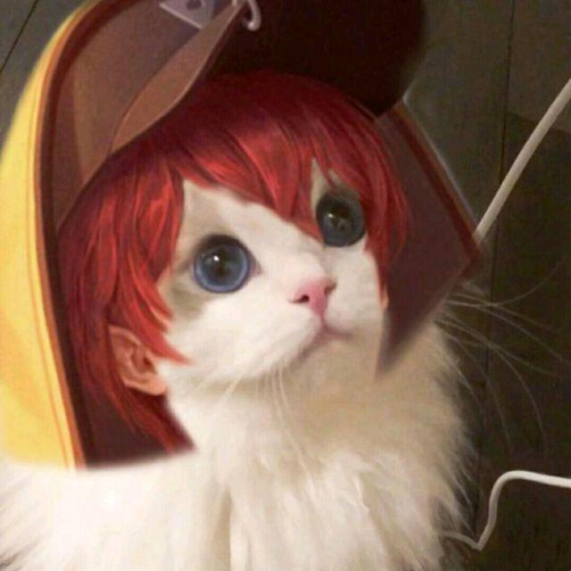 羔羊