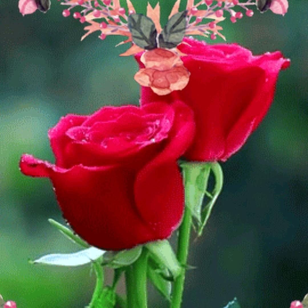 🌹🌹